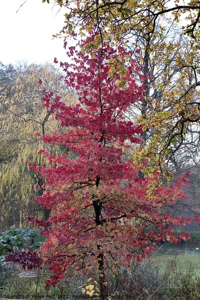 Red leaves Autumn Acer Maple tree Picture Board by Helen Reid