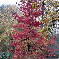 Buy canvas prints of Red leaves Autumn Acer Maple tree by Helen Reid
