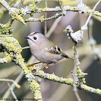 Buy canvas prints of Goldcrest bird perched on moss branches by Helen Reid