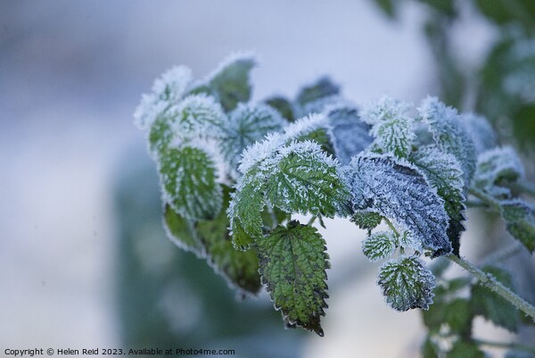 Green Plant leaves covered in frost Picture Board by Helen Reid