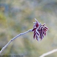 Buy canvas prints of Red leaves on a single branch covered in frost  by Helen Reid