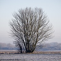 Buy canvas prints of Single bare leaves winter tree in a frosty field by Helen Reid