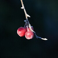 Buy canvas prints of Red crab apples covered in frost  by Helen Reid