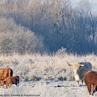 Buy canvas prints of Cold cows by Helen Reid