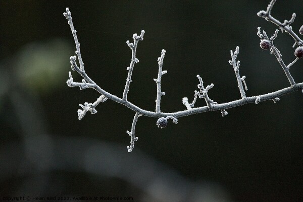 Frozen branch covered in frost Picture Board by Helen Reid