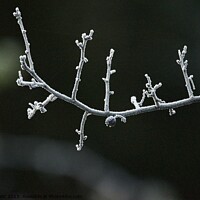 Buy canvas prints of Frozen branch covered in frost by Helen Reid