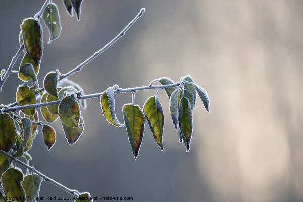 Frozen tree branch frost covered leaves   Picture Board by Helen Reid