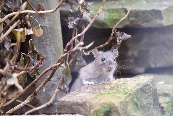 Cute juvenile brown rat Picture Board by Helen Reid