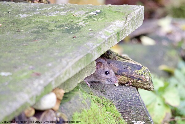 Brown rat peeking out of a stone wLl Picture Board by Helen Reid
