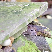 Buy canvas prints of Brown rat peeking out of a stone wLl by Helen Reid