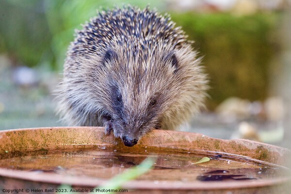 Animal hedgehog Picture Board by Helen Reid