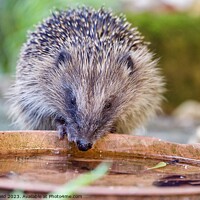 Buy canvas prints of Animal hedgehog by Helen Reid