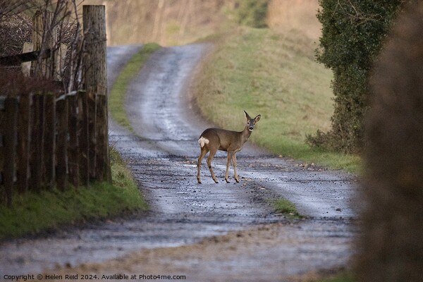 Roe deer stood in the middle of a winding path Picture Board by Helen Reid
