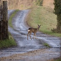 Buy canvas prints of Roe deer stood in the middle of a winding path by Helen Reid