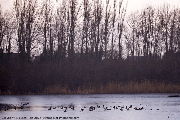 A flock of ducks swimming under a sunlight tree line Picture Board by Helen Reid
