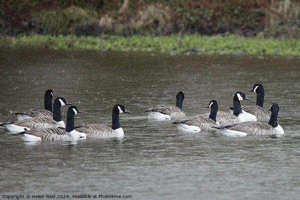 Canada geese flock swimming with their backs towards the vamera  Picture Board by Helen Reid