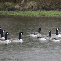 Buy canvas prints of Canada geese flock swimming with their backs towards the vamera  by Helen Reid