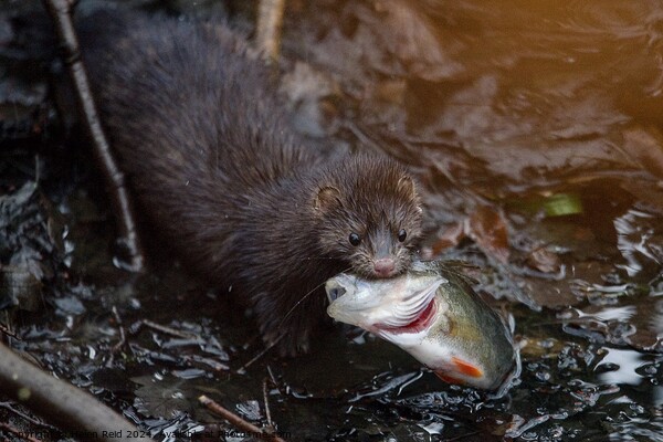 American Mink fishing and eating a perch fish  Picture Board by Helen Reid