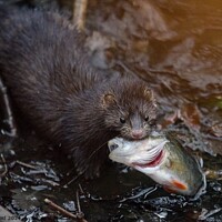 Buy canvas prints of American Mink fishing and eating a perch fish  by Helen Reid