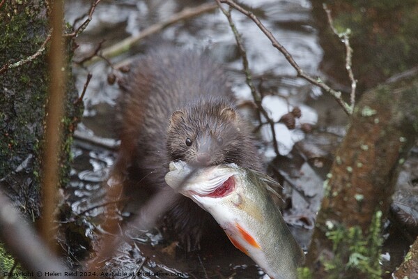 American Mink fishing and eating a perch fish  Picture Board by Helen Reid