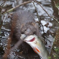 Buy canvas prints of American Mink fishing and eating a perch fish  by Helen Reid
