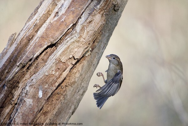 Sparrow landing Picture Board by Helen Reid