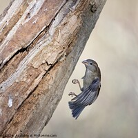 Buy canvas prints of Sparrow landing by Helen Reid
