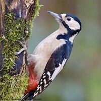 Buy canvas prints of Great spotted woodpecker bird by Helen Reid