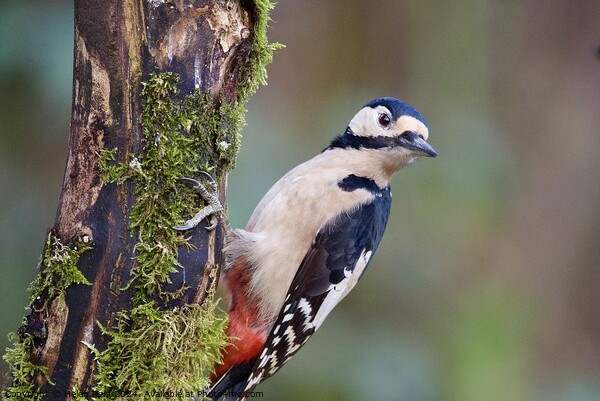 Great spotted woodpecker Picture Board by Helen Reid