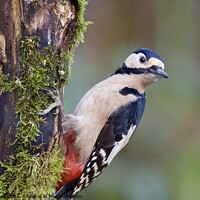 Buy canvas prints of Great spotted woodpecker by Helen Reid