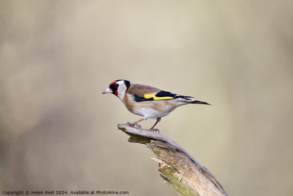Goldfinch bird  Picture Board by Helen Reid