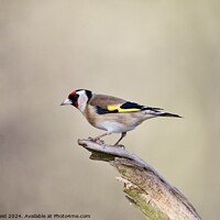Buy canvas prints of Goldfinch bird  by Helen Reid