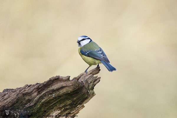 Bluetit bird perched on the edge of a branch Picture Board by Helen Reid