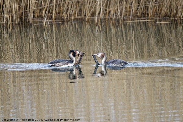 Great Crested Grebes weed dance  Picture Board by Helen Reid