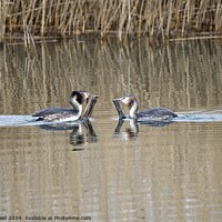 Buy canvas prints of Great Crested Grebes weed dance  by Helen Reid