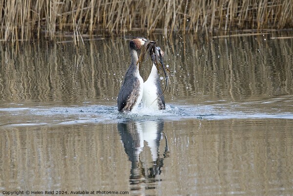 A pair of great crested Grebes performing a weed dance swimming in water Picture Board by Helen Reid
