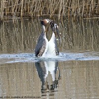 Buy canvas prints of A pair of great crested Grebes performing a weed dance swimming in water by Helen Reid