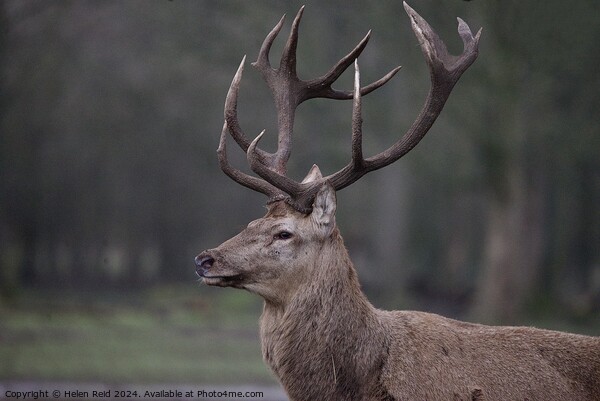 Red deer stag side view  Picture Board by Helen Reid