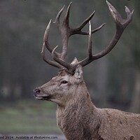 Buy canvas prints of Red deer stag side view  by Helen Reid