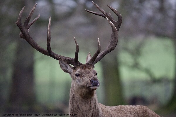 A red deer stag looking at the camera Picture Board by Helen Reid