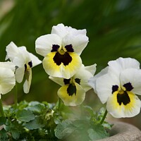Buy canvas prints of Plant pansy flower by Helen Reid