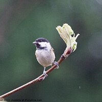 Buy canvas prints of Coaltit bird perched on a spring branch by Helen Reid