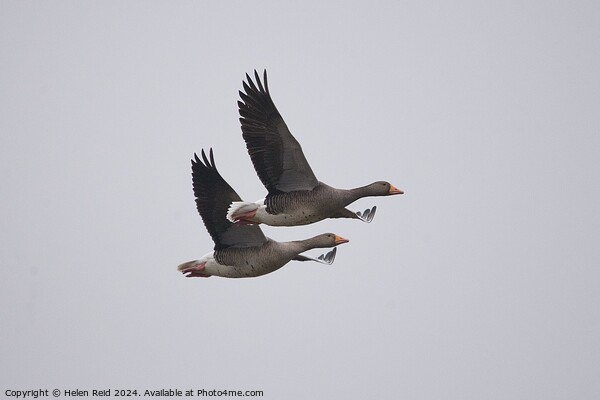2 Greylag geese in flight  Picture Board by Helen Reid