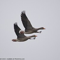 Buy canvas prints of 2 Greylag geese in flight  by Helen Reid