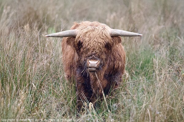 A brown highland cow standing on top of a dry grass field Picture Board by Helen Reid