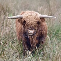 Buy canvas prints of A brown highland cow standing on top of a dry grass field by Helen Reid