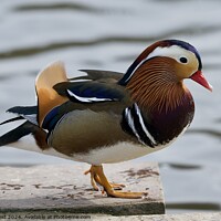 Buy canvas prints of Mandarin duck side view out of water  by Helen Reid