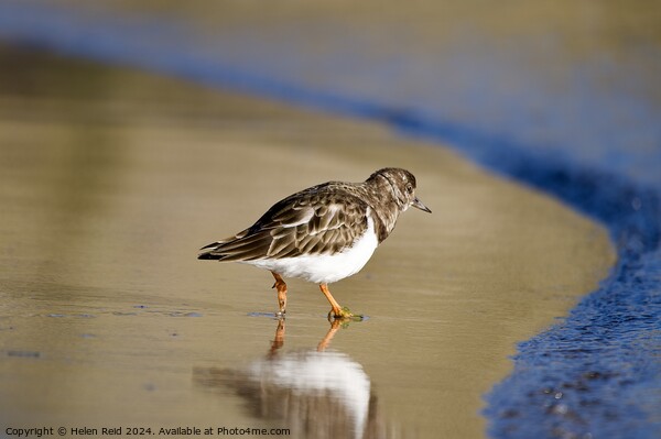 Single turnstone at the waters edge Picture Board by Helen Reid