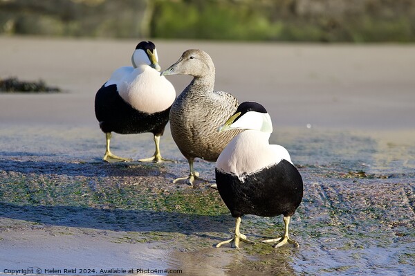 Eider ducks standing on the edge of a body of water Picture Board by Helen Reid