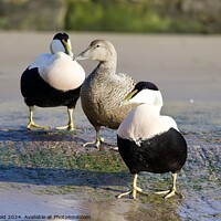 Buy canvas prints of Eider ducks standing on the edge of a body of water by Helen Reid